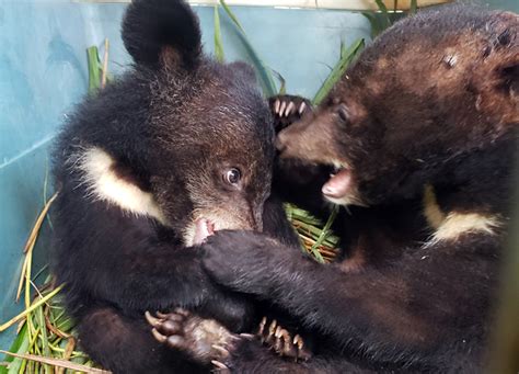 Asiatic black bear cubs rescued in remote Laos