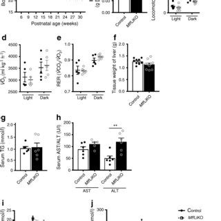 Metabolic Phenotypes Of 30 Week Old HFD Fed MffLiKO Mice A Growth