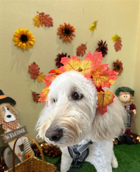 New Hope Animal Hospital added... - New Hope Animal Hospital