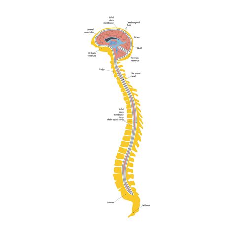 Spinal cord and brain. Craniosacral system. The connection of the skull