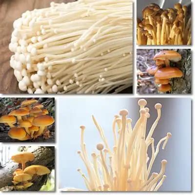 Properties and Benefits of Enokitake Mushrooms - NatureWord