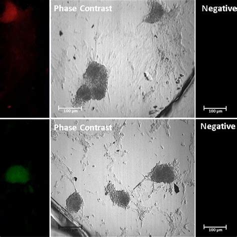 Confirmation Of The Nature Of Sscs Isolated From Human Testicular