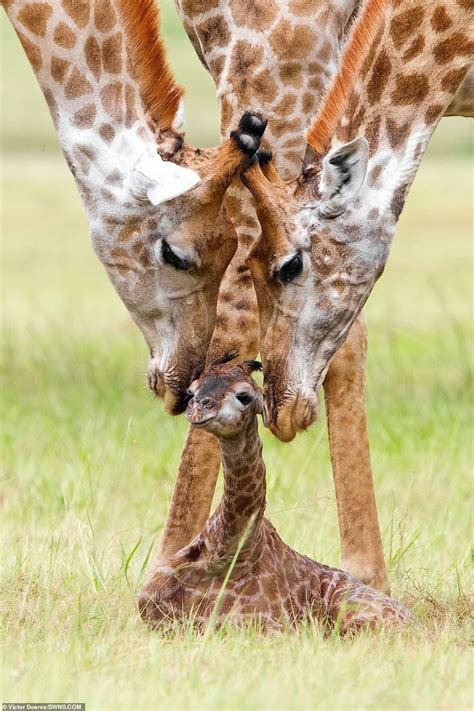 Newborn Giraffe Fawned Over By Parents As They Clean It With Tongues