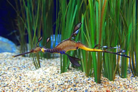 Weedy Sea Dragon- Phyllopteryx taeniolatus - Seahorse Facts and Information