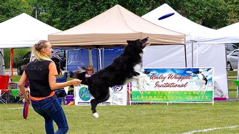 Frisbee dog world championship returns to Naperville for 50th ...