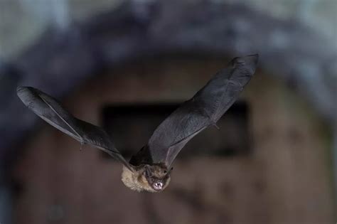 Bat Has Penis So Long It Can T Have Sex Instead Uses It As Extra Arm Daily Star