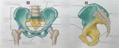 ASU JP Hyatt Lab Pelvic Girdle Diagram Quizlet