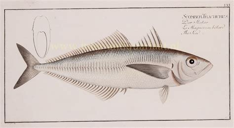 Mackerel Original Old Engraving Antique Th Century Print