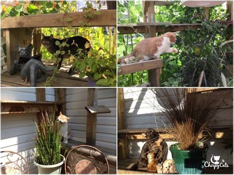 A Cat Safe Garden Of Non Toxic Plants Your Cats Will Love Cat Safe