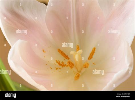 Close Up Of A Pink Tulip Stock Photo Alamy