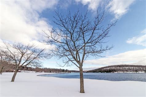 Sugar Maple In Winter Snow Lake Taghkanic Stock Image Image Of Park