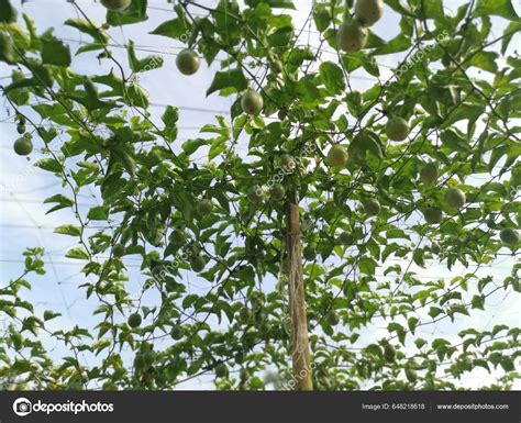 Passiflora Edulis Fruits Rampants Suspendus Sur Tige Ferme Image Libre