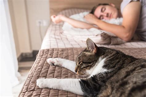 Come Fare Per Non Far Dormire Il Gatto Sul Letto Ilregnodeimici