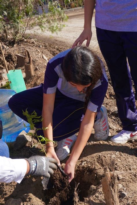 Minera Catemu culmina renovación de su cortina vegetal para