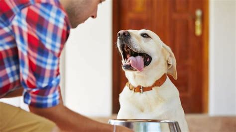 Real Dogs Test The Best Gently Cooked, Fresh Dog Food Brands