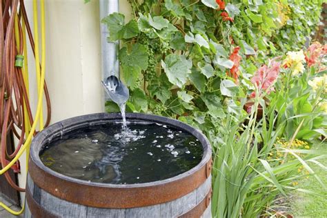 The 15 Best Rain Barrels For Collecting Water Of 2023 Best Garden Tips