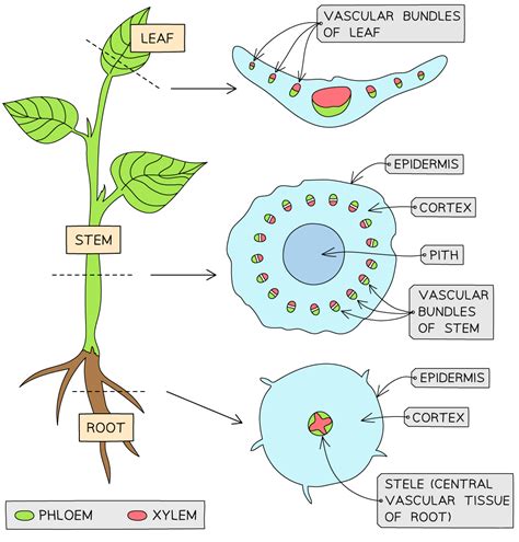 Distribution Of Xylem And Phloem In Roots Stems And Leaves 48 Off