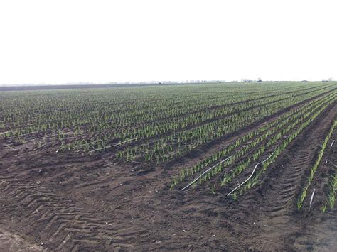 КАПЕЛЬНЫЙ ПОЛИВ ЛУКА,... - Агро Технологии & Agro Grinphil