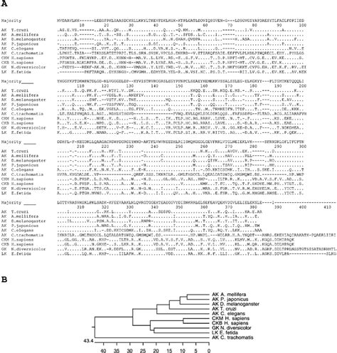 Amino Acid Sequence Comparison Panel A And Phenogram Panel B Panel