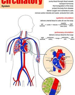 Diseases affecting the circulatory system