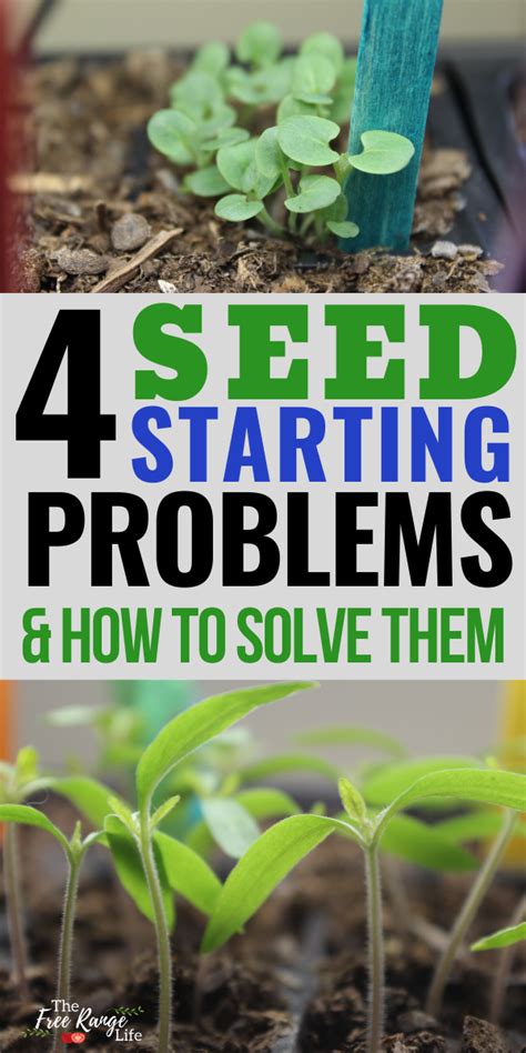 Most Common Seed Starting Problems And How To Fix Them Artofit