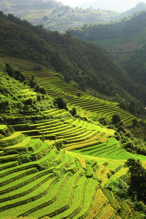 Rice Terraces In Mu Cang Chai, North by 117 Imagery