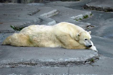 Dead polar bear Stock Photos, Royalty Free Dead polar bear Images ...