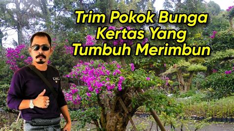 Trim Pokok Bunga Kertas Yang Tumbuh Merimbun Youtube