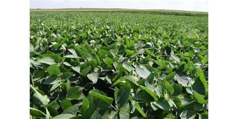 Phosphorus fertilizer application timing in soybean | Morning Ag Clips