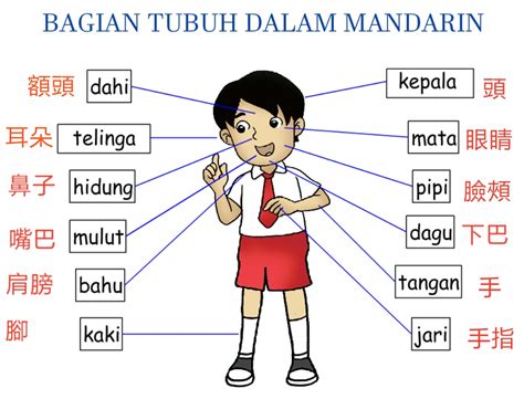 Kosakata Bagian Tubuh Dalam Bahasa Mandarin Part Belajar Mandarin