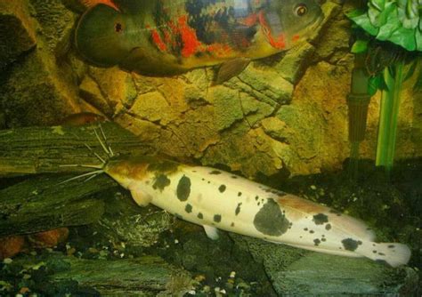 philippine walking catfish clarias batrachus