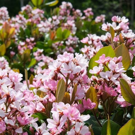 Visit this Japanese Garden in Phoenix to Uncover a Hidden Zen-like Oasis