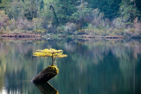 Bonsai Tree at Fairy Lake - Port Renfrew — TJ WATT