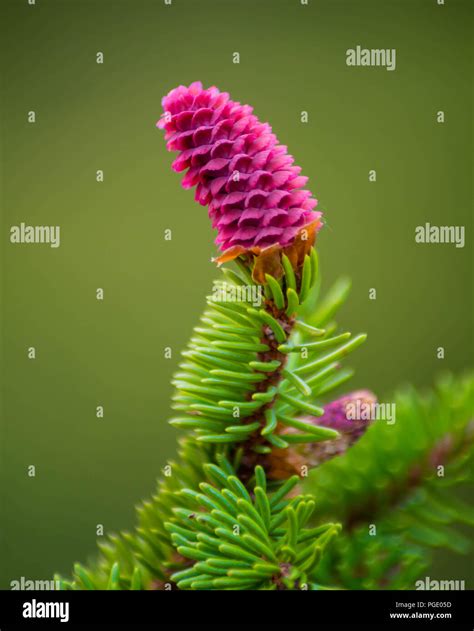 Pink Pine Tree Flower Fresh Young Cones Pine Mountains Stock Photo Alamy