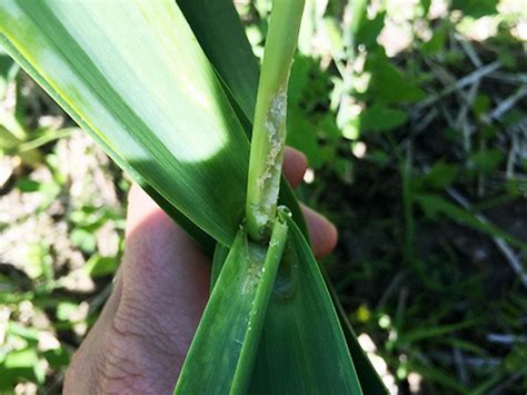 Leek Moth On Garlic Identification Prevention And Control