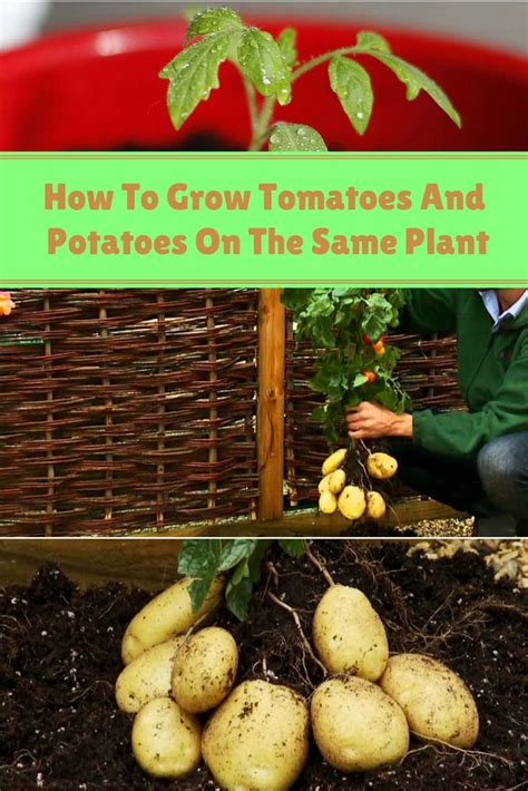 How To Grow Tomatoes And Potatoes On The Same Plant Home And Gardening Ideas