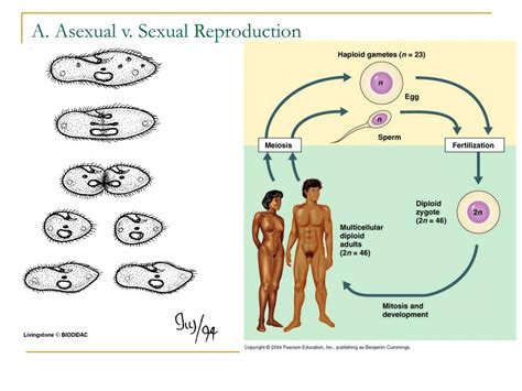 Ppt Evolution Of Sex Asexual V Sexual Reproduction Theories On The Evolution Of Sex