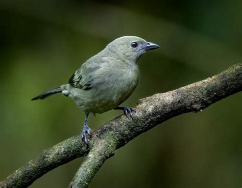 Palm Tanager Owen Deutsch Photography