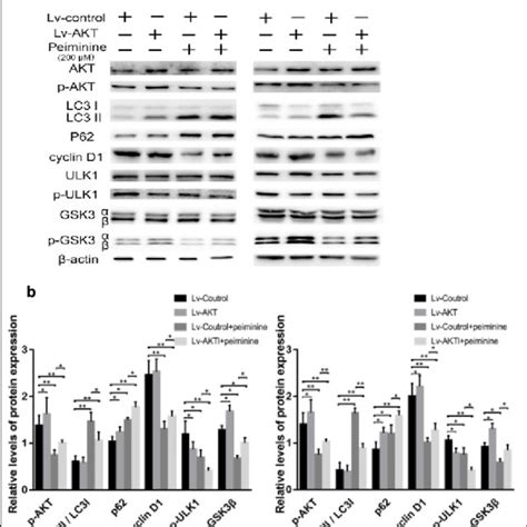 Peiminine Induces Cell Cycle Arrest In Gbm Cells Ab Ln229 And U251