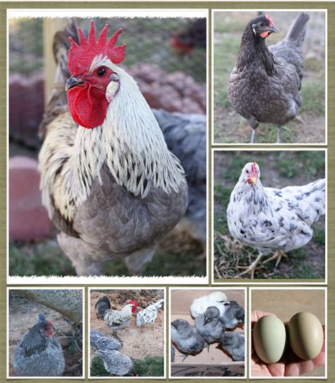 5 Chicken Breeds That Lay Green Eggs - Animal Hype