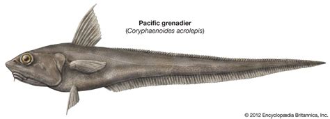 Grenadier | Deep-sea, Anglerfish, Benthic | Britannica