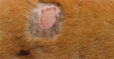 Staph Infection in Dogs - Everything You Need to Know