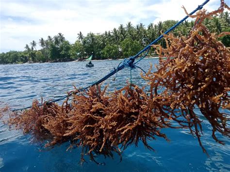 Melihat Potensi Bisnis Budidaya Rumput Laut Di Indonesia Kepri Post