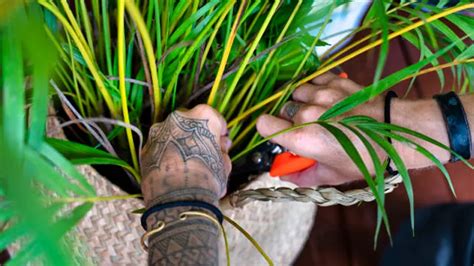 How to Grow and Care for Palm Trees Indoors - Forestry Reviews