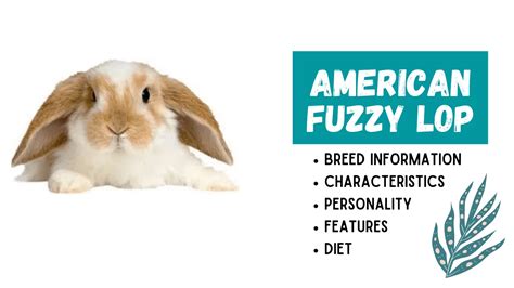 American Fuzzy Lop Detailed Breed Information – Mini-Holland Lop