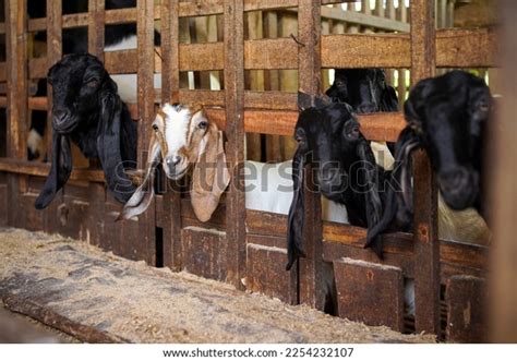 Etawa Crossbreed Goat Kambing Peranakan Etawa Stock Photo 2254232107 | Shutterstock