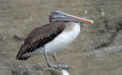 Brown Pelican Immature Pelecanus Occidentalis Urinator Flickr