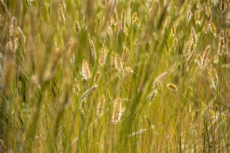 Foxtail Grass Free Stock Photo - Public Domain Pictures