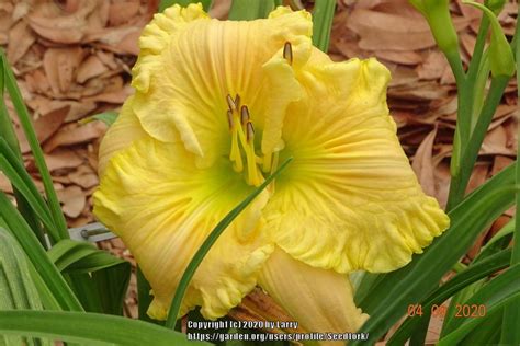 Daylilies: Plant Care and Collection of Varieties - Garden.org