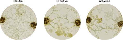 Fused Slime Mold Cells Raw Images Taken 3 H After Initial Fusion Of Download Scientific